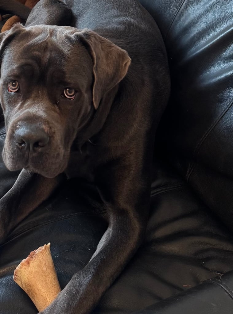 9 month of Cane Corso