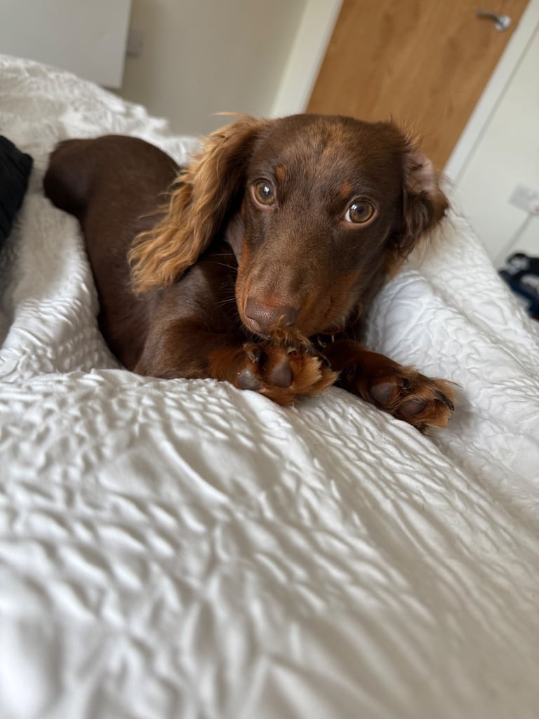 miniature dachshund