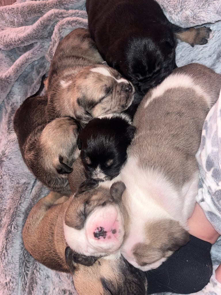 American bulldog X shitzu/pug puppies 