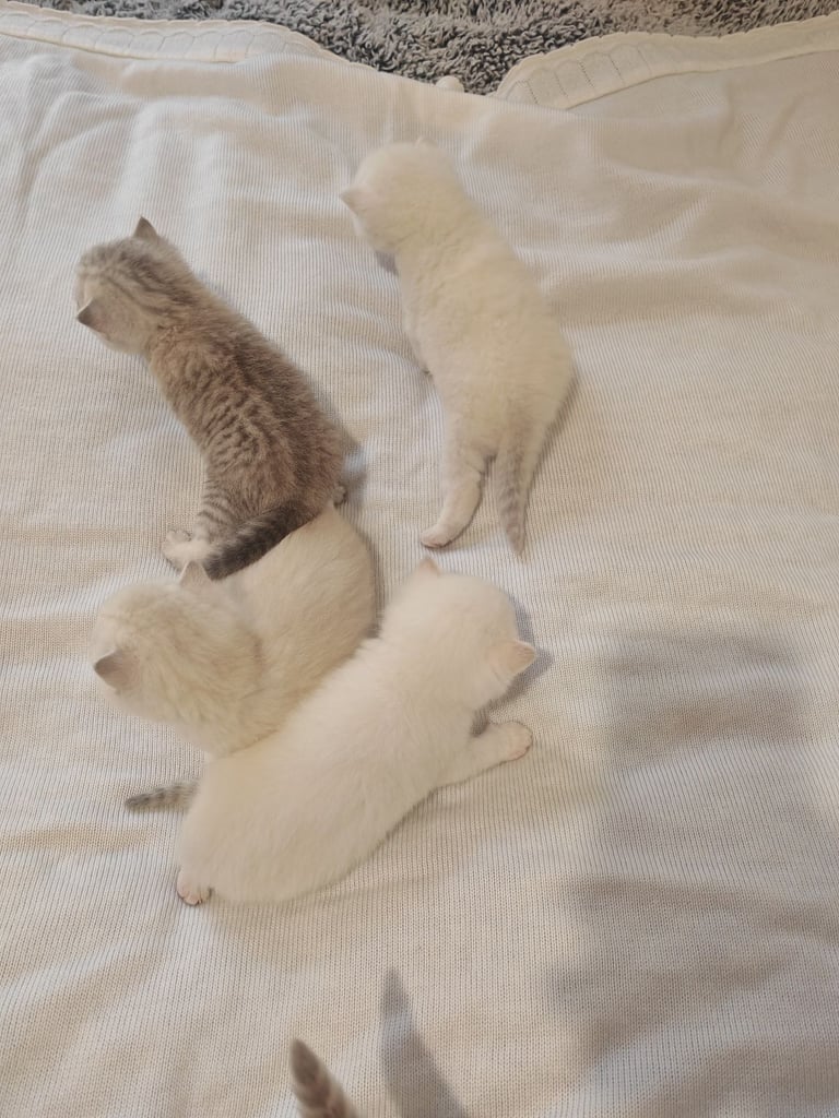 British Shorthair cute kittens 