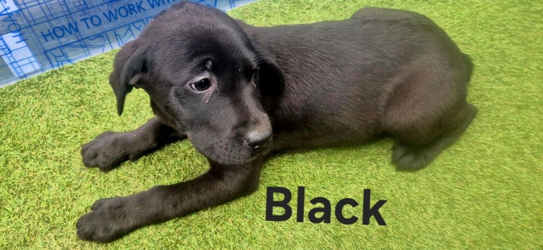 (Last female left) 12 x Full bred black labrador puppies 