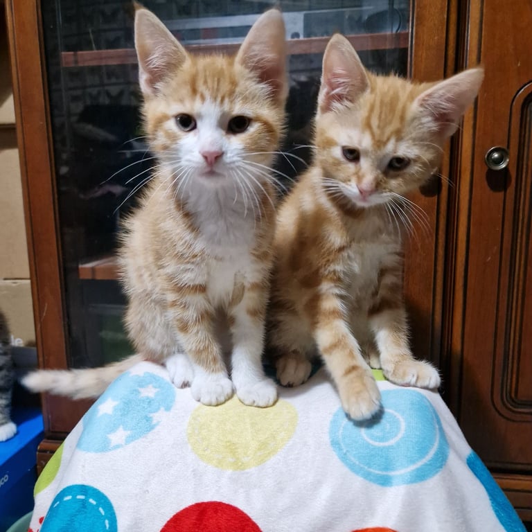 12 week kittens. 