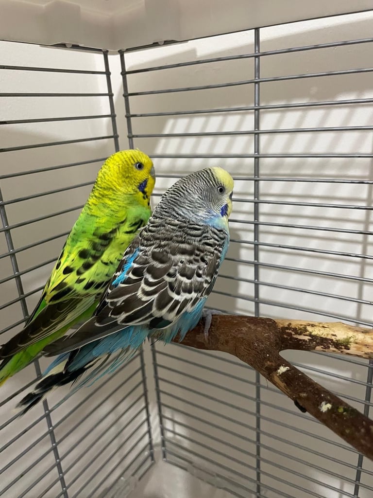 Budgies with cage and accessories 