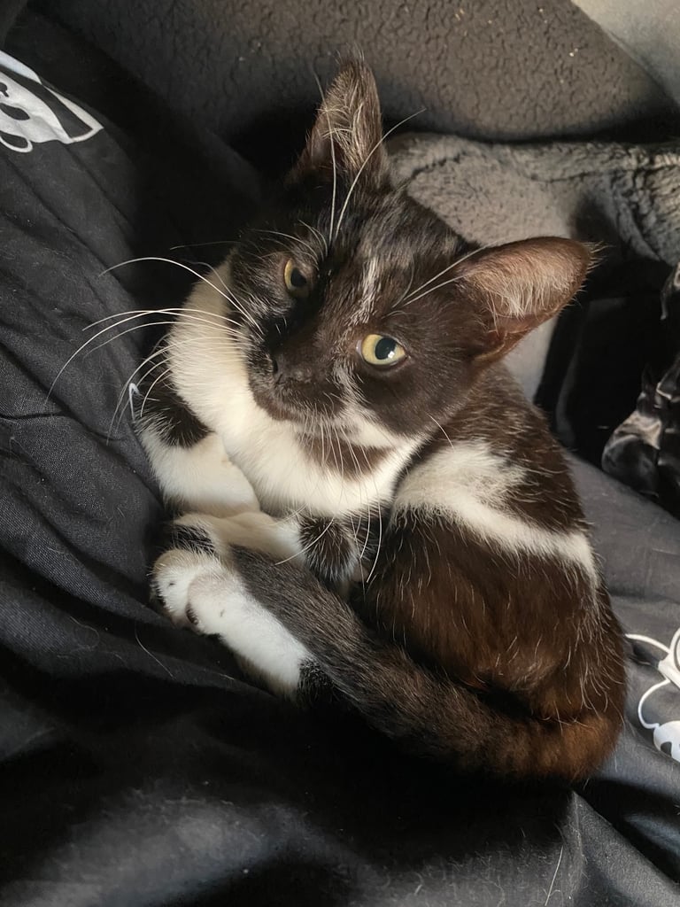 3 Kittens For Sale READY TO GO - Nuneaton 