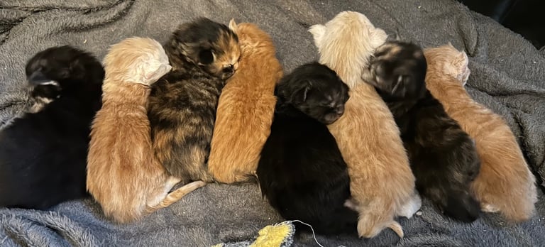 XL Main Coon Kittens ready soon for sale 