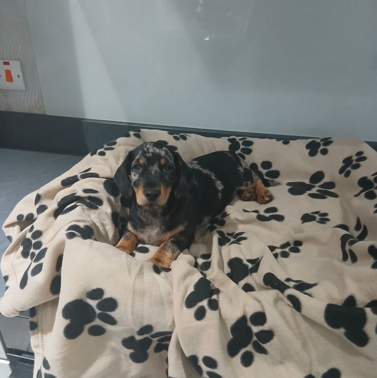 Dachshund puppy 13 weeks old 