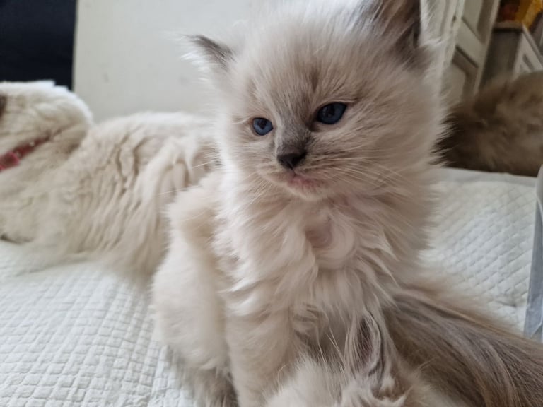 Ragdoll kittens 