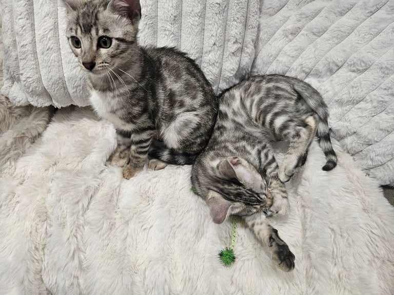 Bengal kittens 
