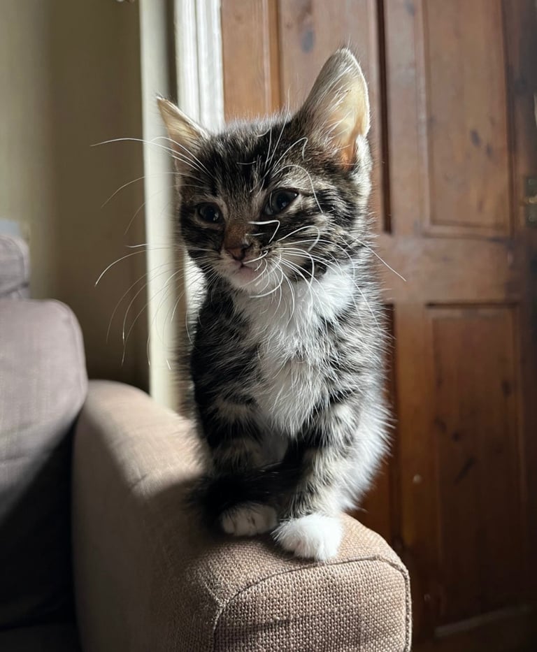 Beautiful kittens for sale £50 each