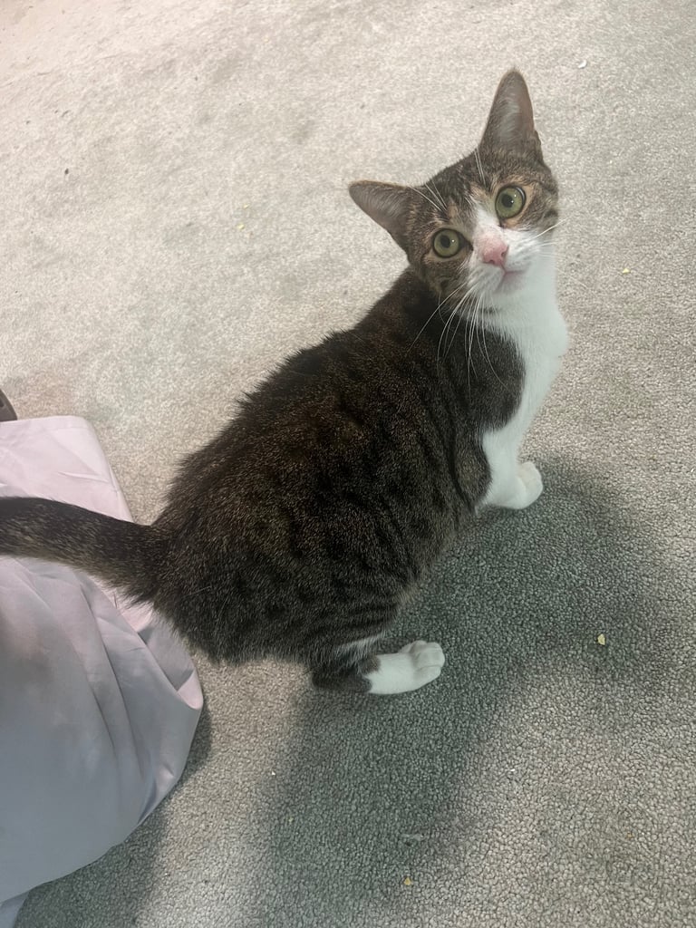 image for Beautiful cat mum for adoption 🐈