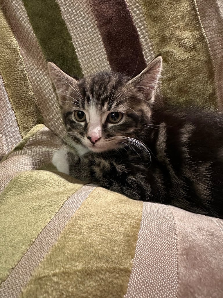 Stunning tabbies ready now 