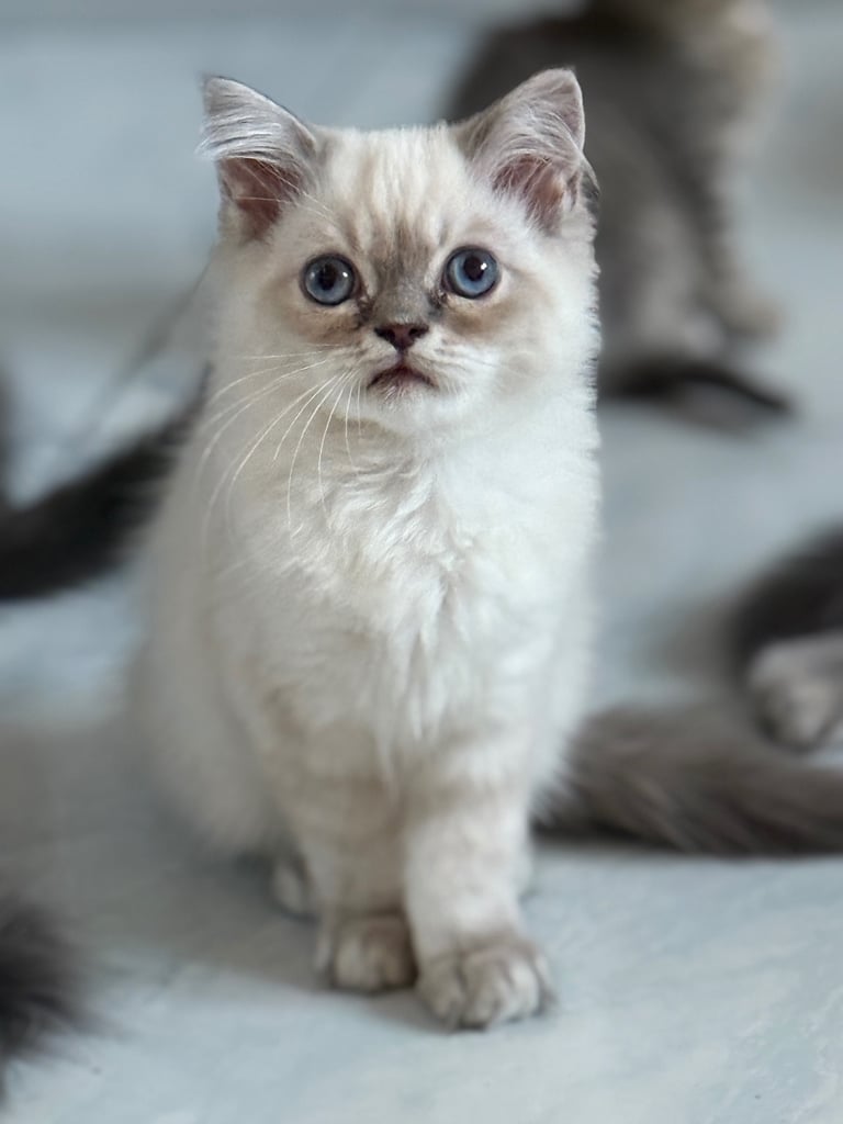 ❤️  Lovely Kittens ❤️