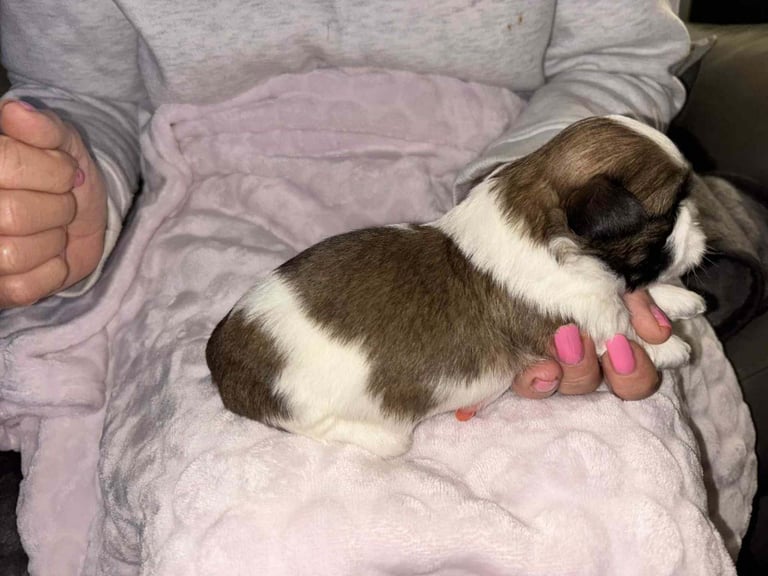 Shihtzu puppies