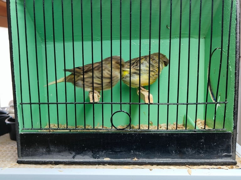 Gloster Canaries for sale