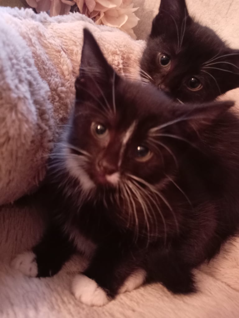 2 adorable tuxedo female kittens