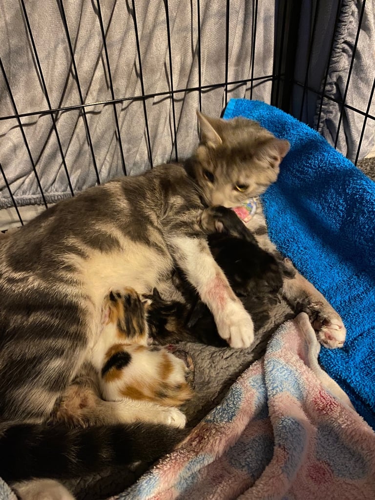 4 beautiful kittens