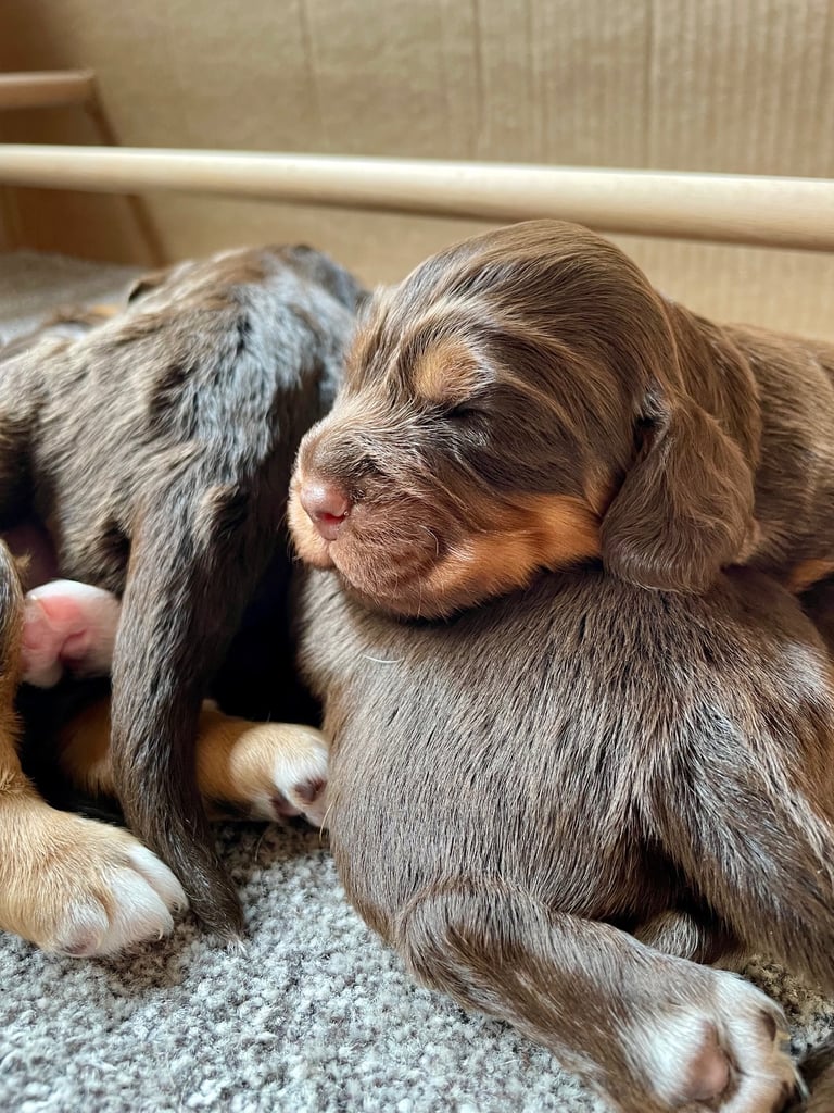 Cocker Spaniel Pups for sale
