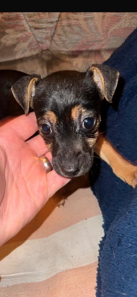 Jack Russell puppies