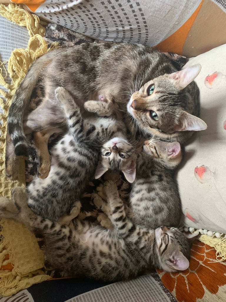 3 beautiful bengal kittens 10 weeks old 