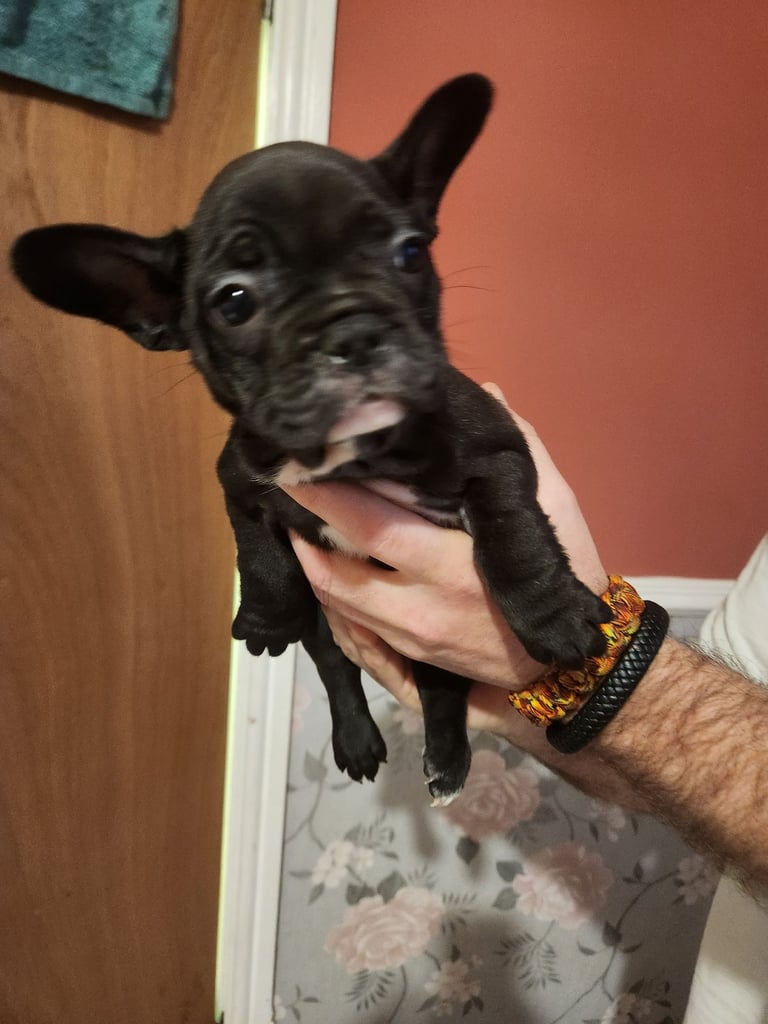 French Bulldog Puppies
