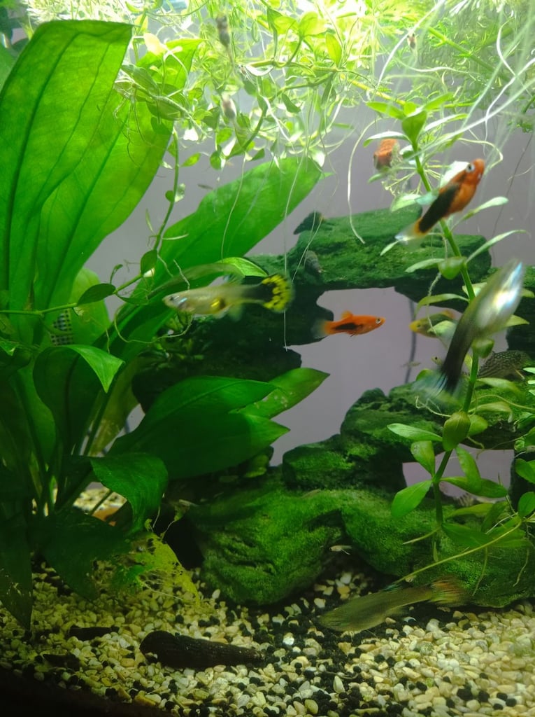 image for Platys and guppies 