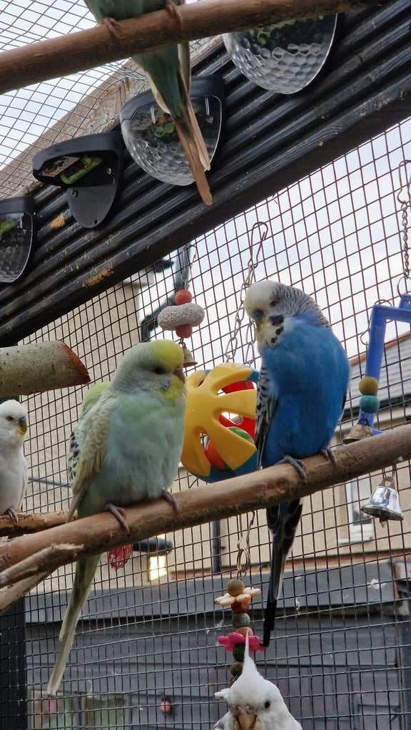 2x baby budgies £50 each