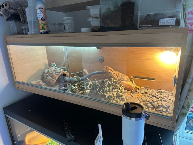 Bearded dragon with vivarium
