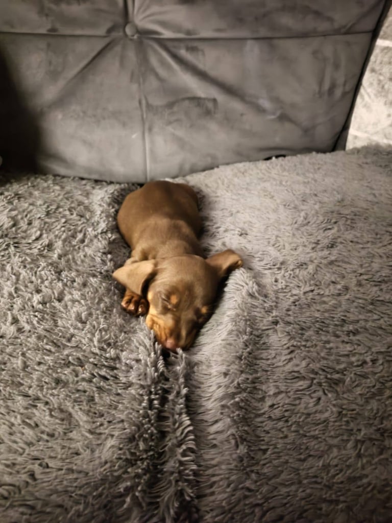 image for Dutch Hound puppy