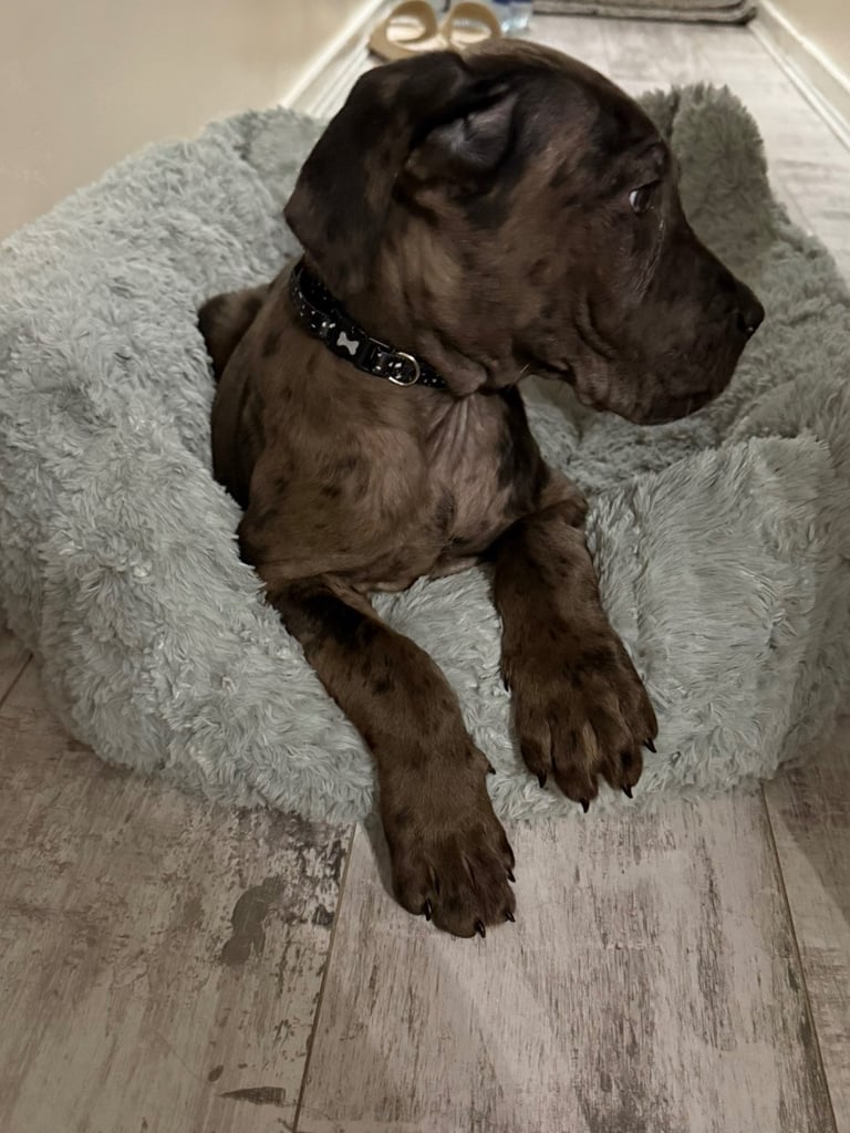 Stunning cane corso puppy (Boy)