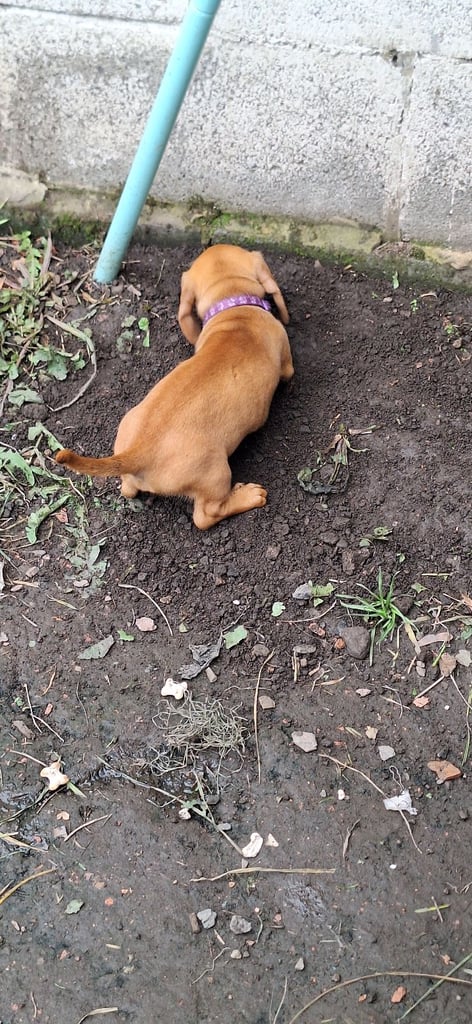Miniature dachshund's READY TO GO
