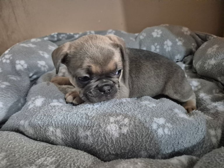 French bulldog puppies