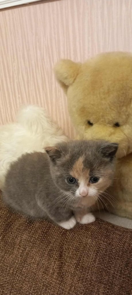 Kitten