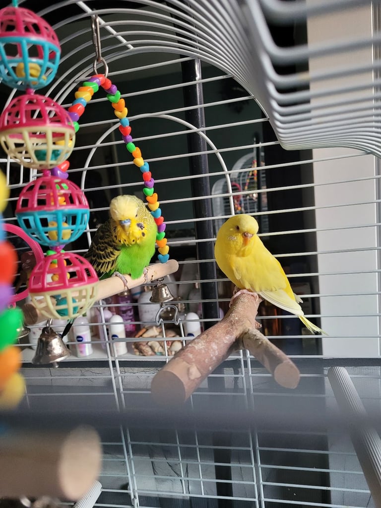 2 budgies for sale 