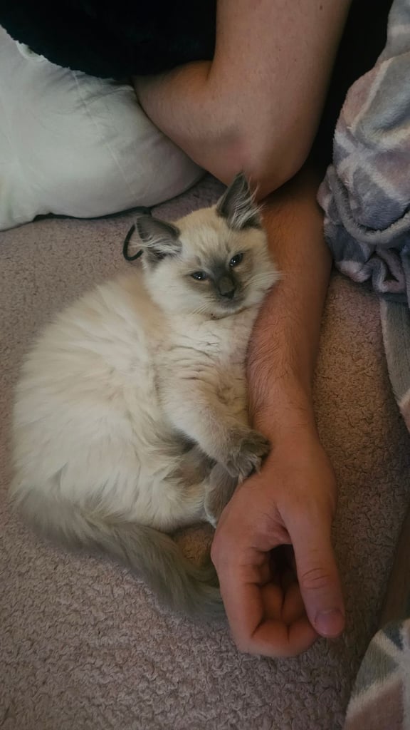 Ragdoll Kittens