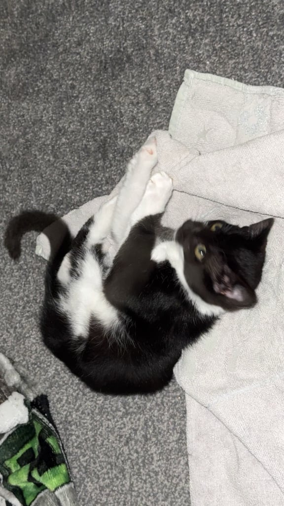 Gorgeous female looking for new home