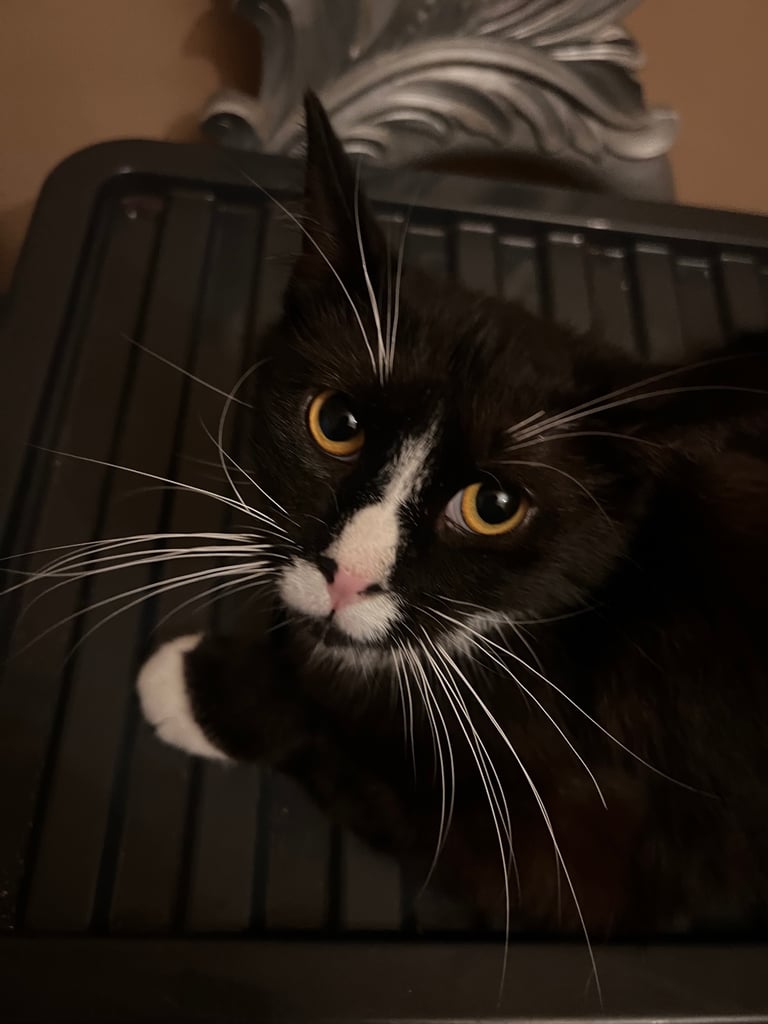 2 x Young Cats for Sale