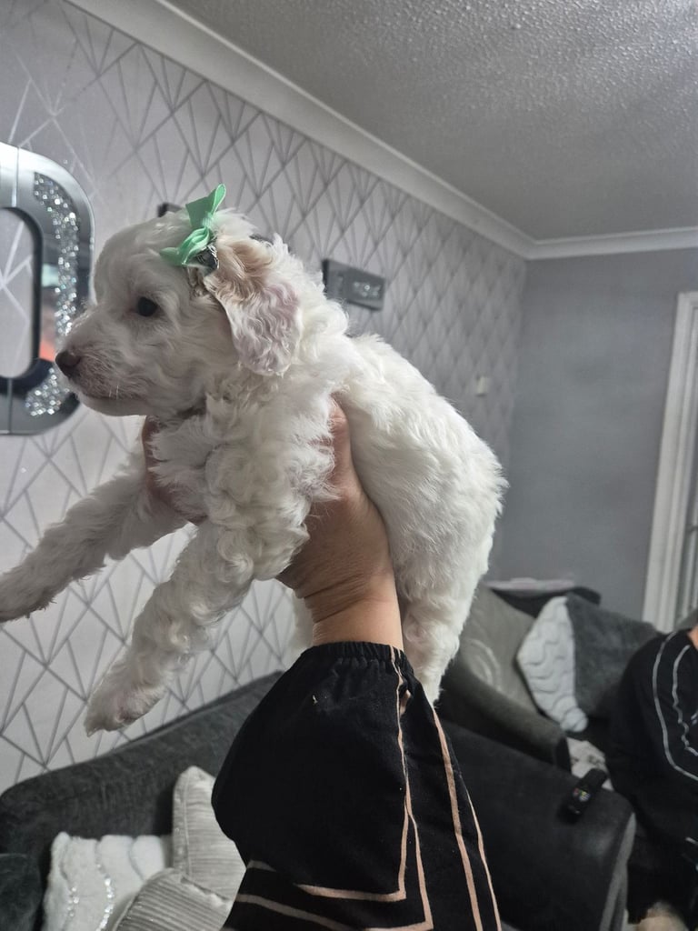 Poochon pups