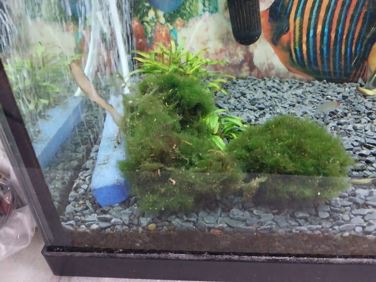 Fish tank 
