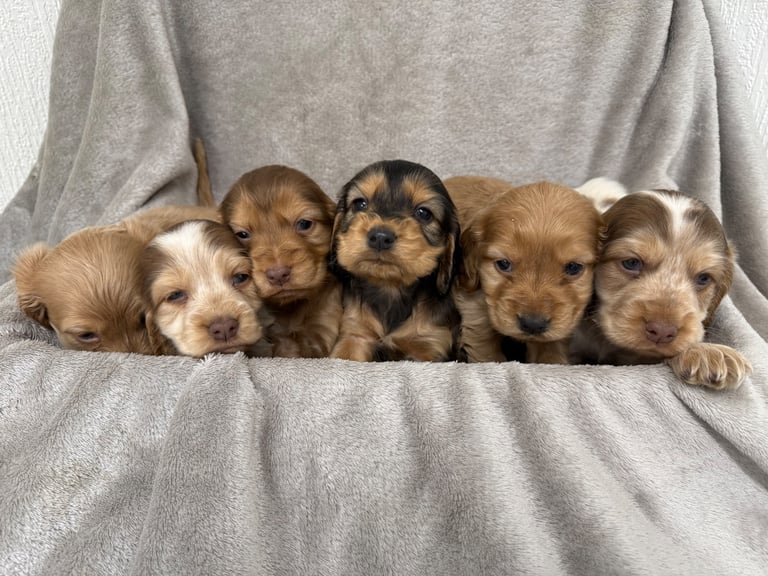 2 LEFT KC HEALTH TESTED MICROCHIPPED SHOW COCKER SPANIELS 