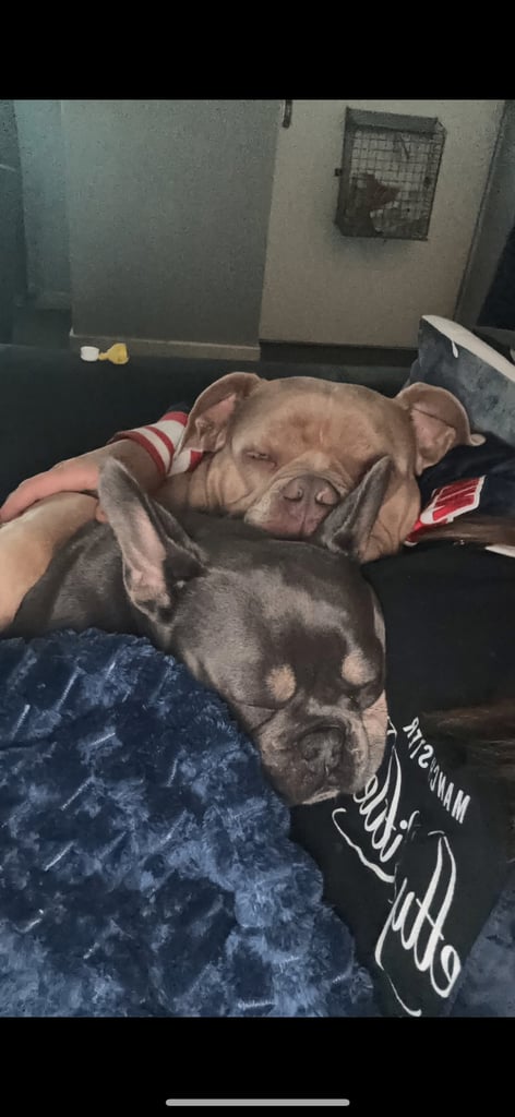2 x dogs for sale 