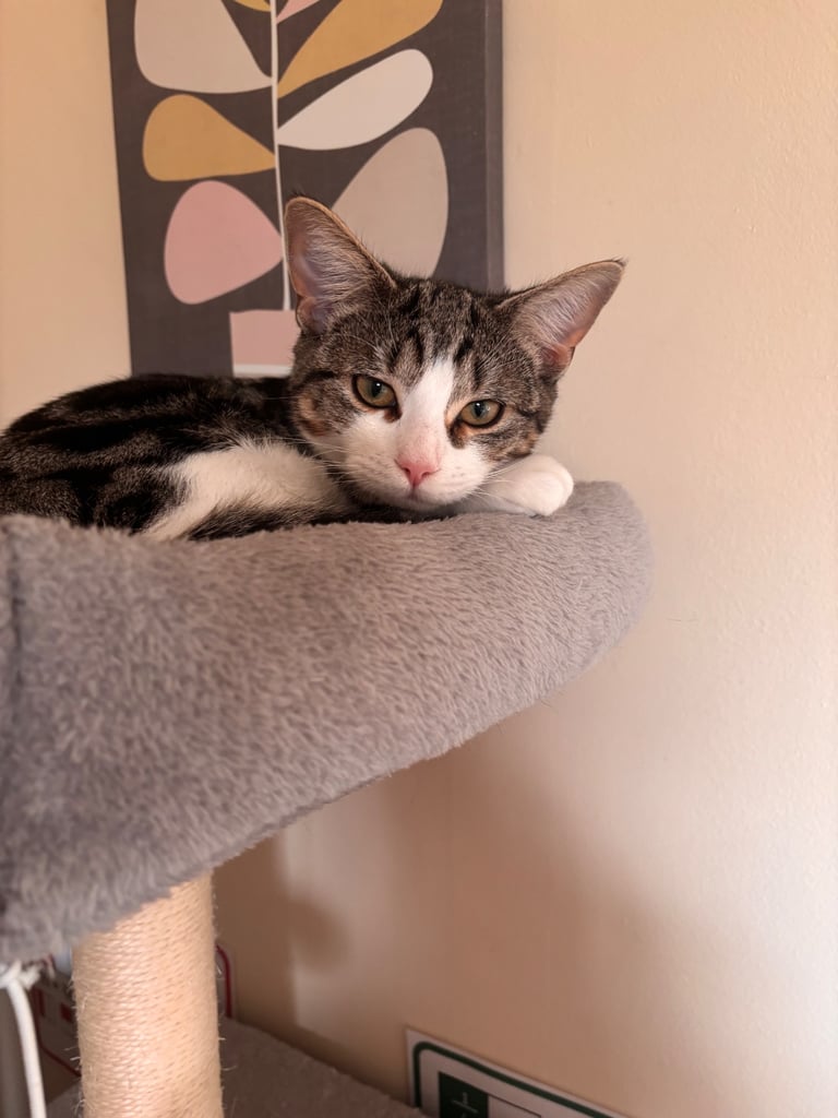 Kittens 6 months 