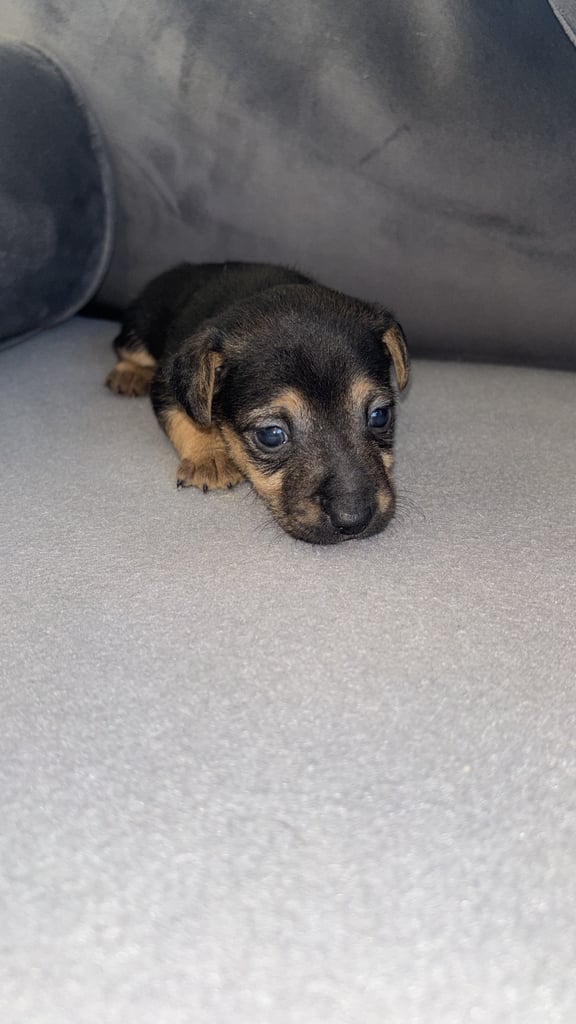 Two gorgeous Jack Russell puppies left