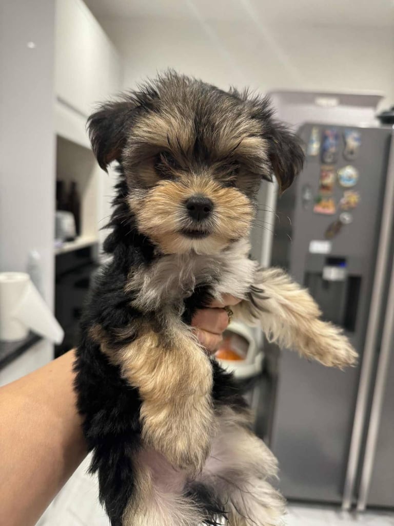 Yorkshire terrier, boys and girls. 