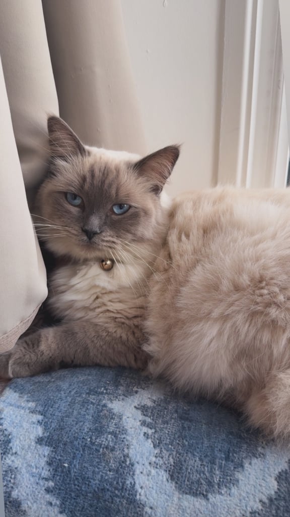 Stunning ragdoll for sale 