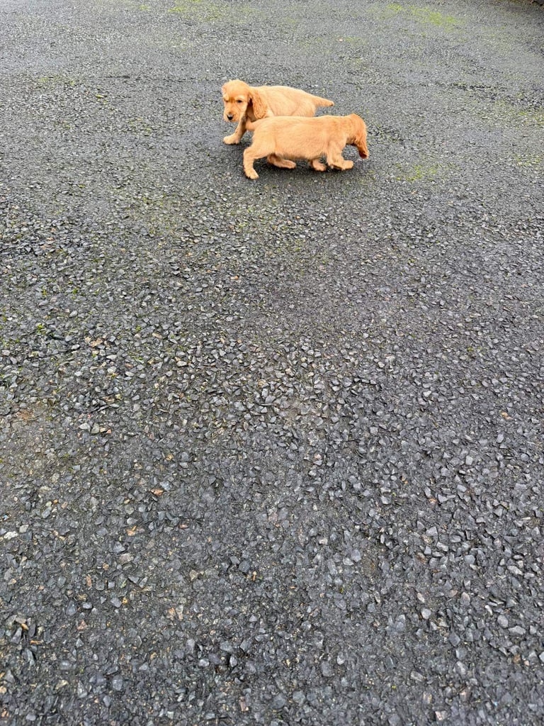 Cocker spaniel puppies 
