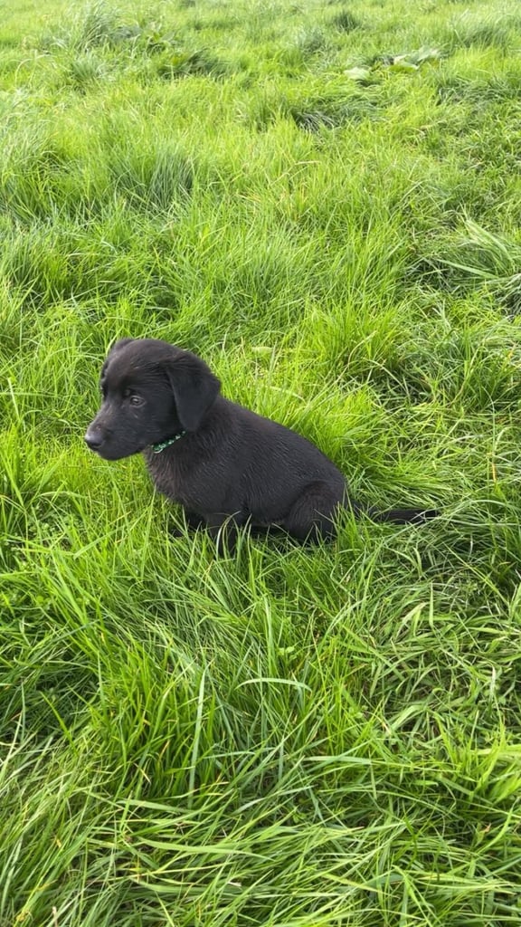 image for Black Labrador Puppies 