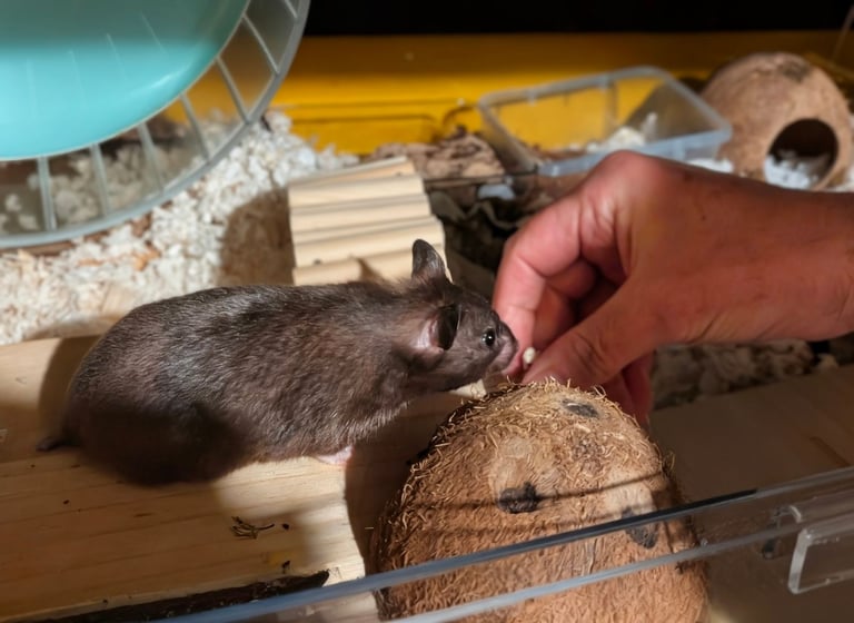 UPDATED 20/10/25 - Female Syrian for Adoption 