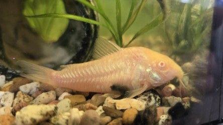 Well running fish tank for beginners 