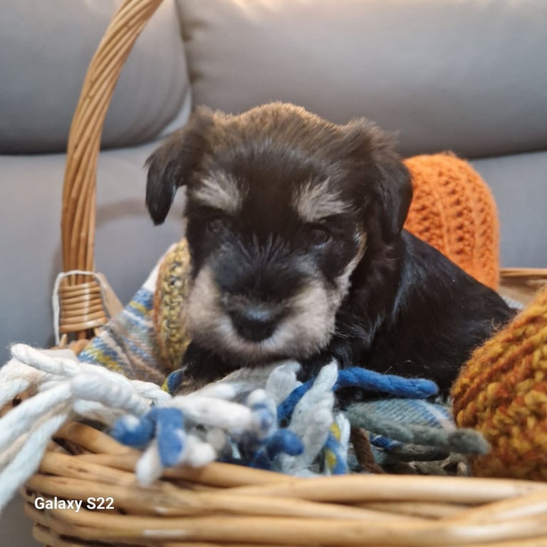 image for Miniature Schnauzer kc registered.
