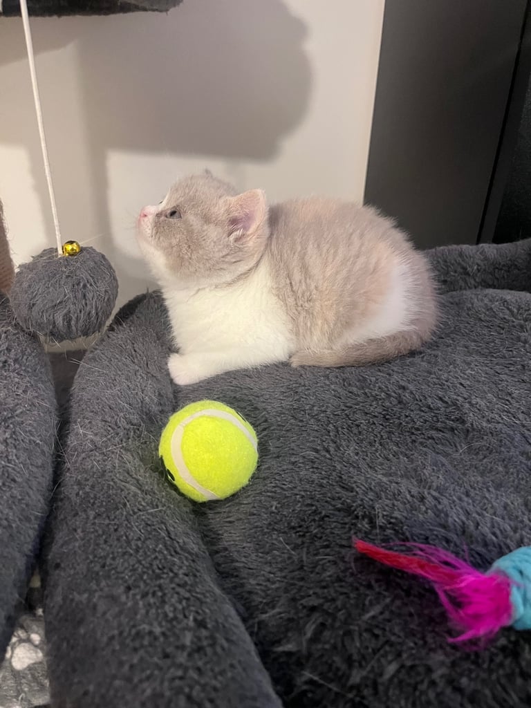 💖 BRITISH SHORTHAIR KITTENS 💖